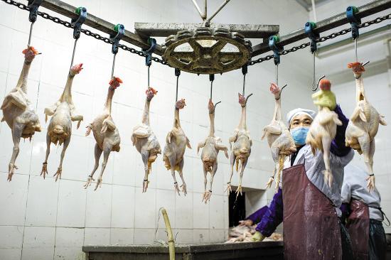 家禽业向禽肉冰鲜供应模式转型面临巨大考验 新华社发