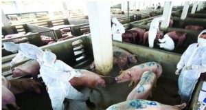 2013年东莞生猪屠宰检疫量为354万头