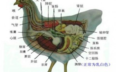 鸡的解剖与鸡病诊断入门（2）