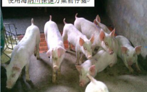 【2014双效参选方案】“吉祥三宝”健康养猪保健方案