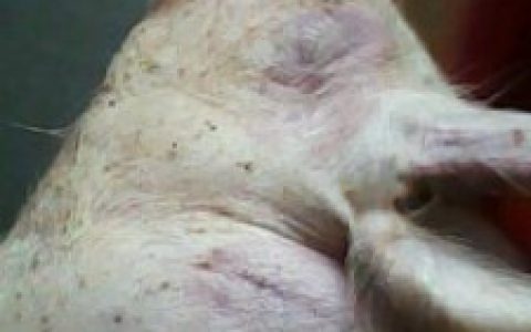 猪病防治中的药物中毒、注射部位坏死及感染