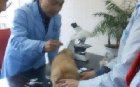 日本宠物中医学研究会会长石野孝访问巴蜀