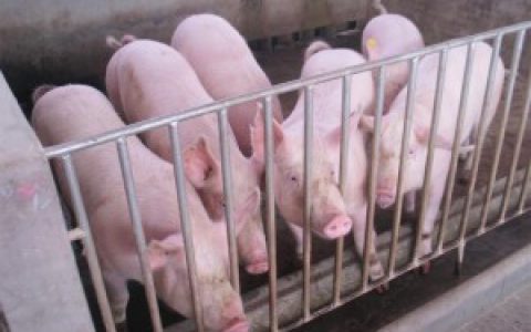 我国生猪养殖贷款及生猪补贴详解