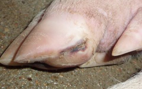 猪场一类大病–种猪裂蹄症
