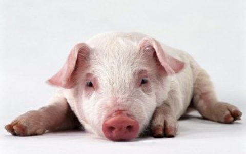春季养猪安全高效管理“五字经”