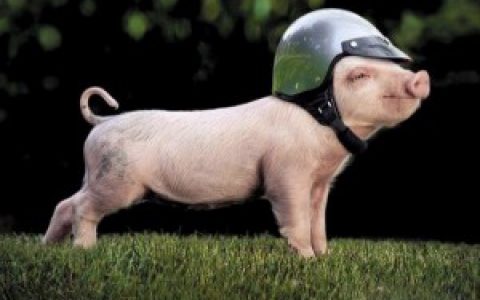 成功养猪四“注重”