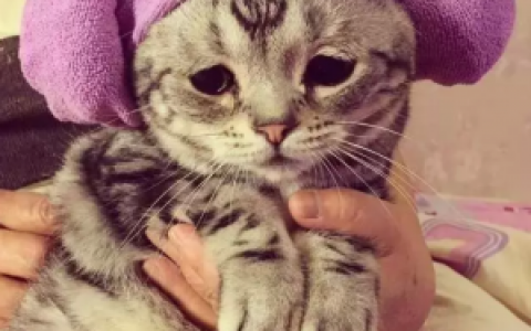 全世界最悲伤的小猫Luhu