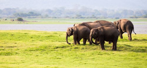 世界大象日：穷游网等三家中国旅游企业签署世界动物保护协会“大象友好型旅游”承诺