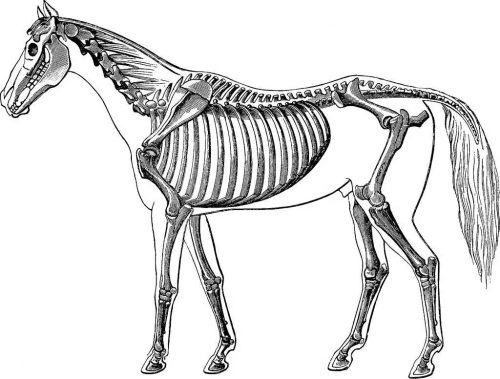 马匹解剖学基础特征
