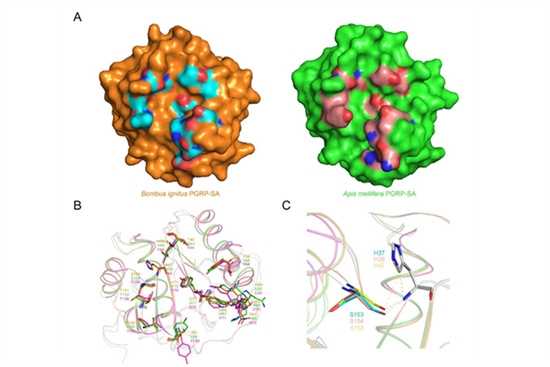 蜂类肽聚糖识别蛋白的特殊结构及其抗原识别机制