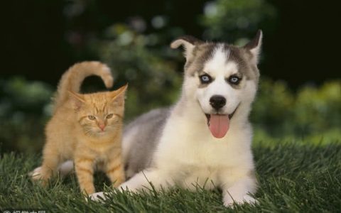 北京顺义区2018年动物诊疗监管工作有亮点