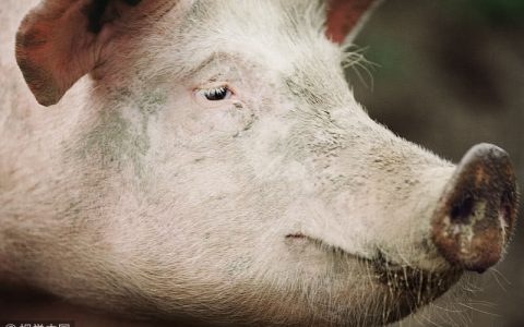 农业农村部赴四川省开展“瘦肉精”飞行检查