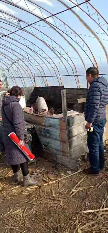 内蒙古鄂温克旗多举措加强非洲猪瘟防控