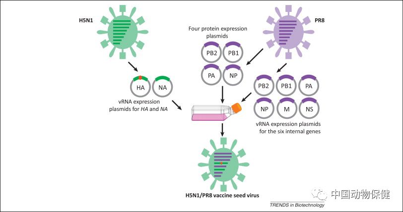 研究进展|陈化兰院士团队综述H5N1禽流感疫苗及评价