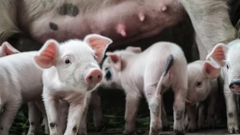 报告：全中国感染了非洲猪瘟