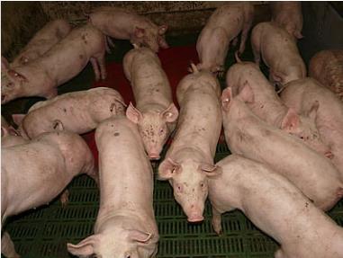 山西推动种业品牌创新 促进生猪产能恢复