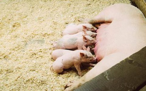 非洲猪瘟将加速产业转型