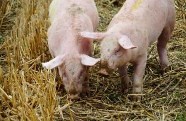河北省开展非洲猪瘟等动物疫病防控集中大消毒活动