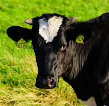 荷兰发明奶牛厕所 助力畜牧业可持续发展