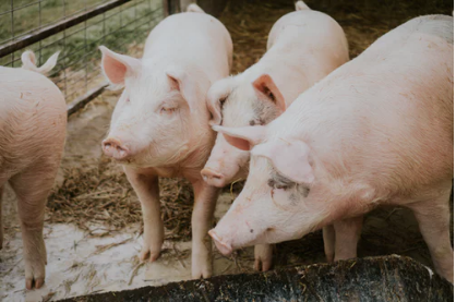 兰州生猪发展协会成立