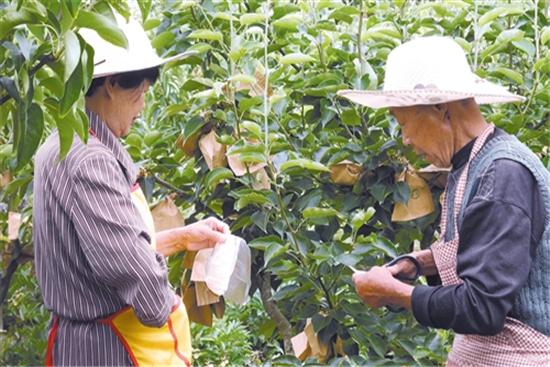 [经济日报]   水果供给有保障价格将趋稳