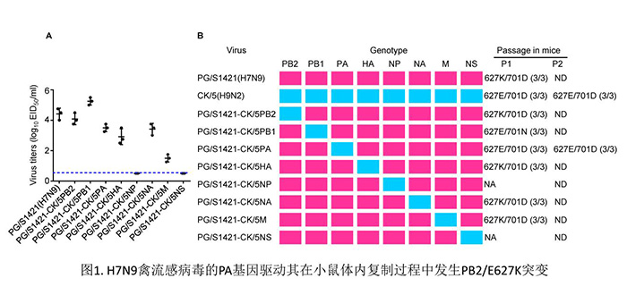 H7N9禽流感病毒适应哺乳动物宿主机制研究方面取得重要进展