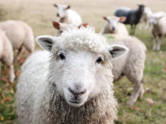 呼伦贝尔草原羊肉：做强品牌走绿色发展路