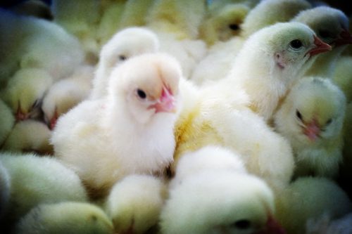 峪口禽业的“中国芯”——掀起中国肉鸡市场风云