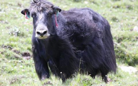 中国农科院兰州牧药所牦牛新品种填补无角舍饲化国际空白