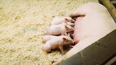 猪场应高度重视猪伪狂犬病的防控工作