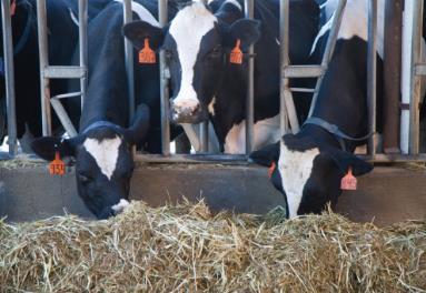 2019年全国奶业生产与生鲜乳质量安全监管培训班在石家庄举办
