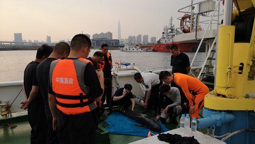 天津市渔政渔港监督管理处成功营救一只受困江豚