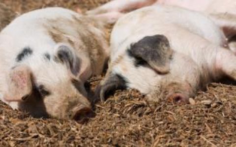 河南省畜牧局关于加强种猪屠宰管理工作的通知