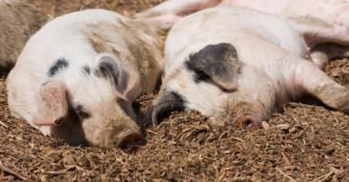 河南省畜牧局关于加强种猪屠宰管理工作的通知