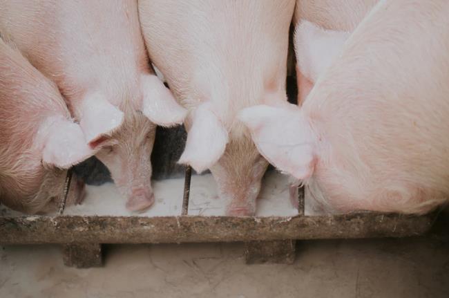 农业农村部   打击和防范“炒猪”行为保障生猪养殖业生产安全