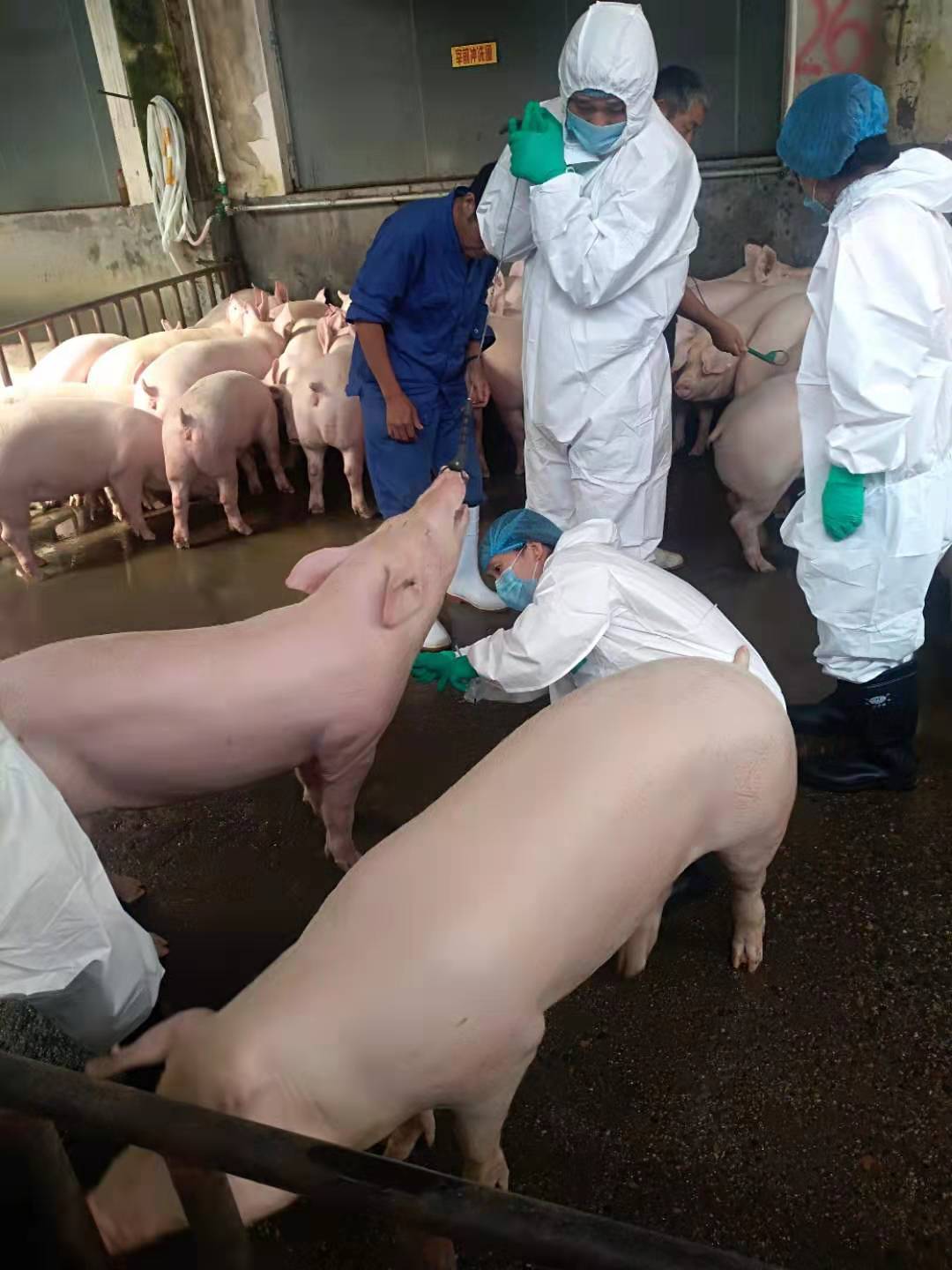 漯河市疫控中心组织开展非洲猪瘟风险评估样品采集工作