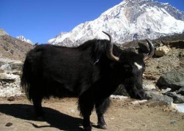 青藏高原牦牛标准体系建设研讨会召开