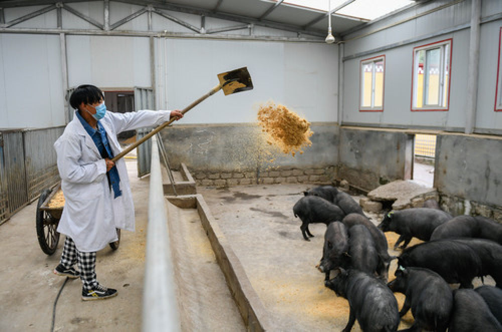 全力以赴保生产供应 千方百计稳猪肉价格——五问猪肉价格