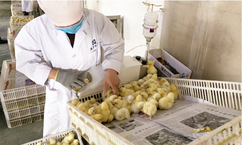 第三届“惠中杯”满意禽业新流法免疫技能大赛
