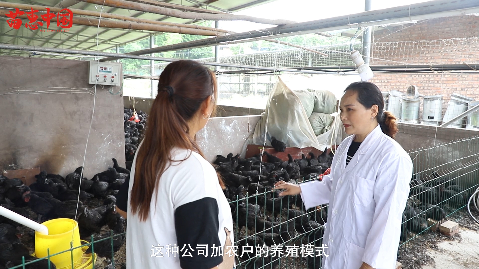 占天时，创地利，保品质，立品牌——奇垦农业打造贵州本土竹乡鸡