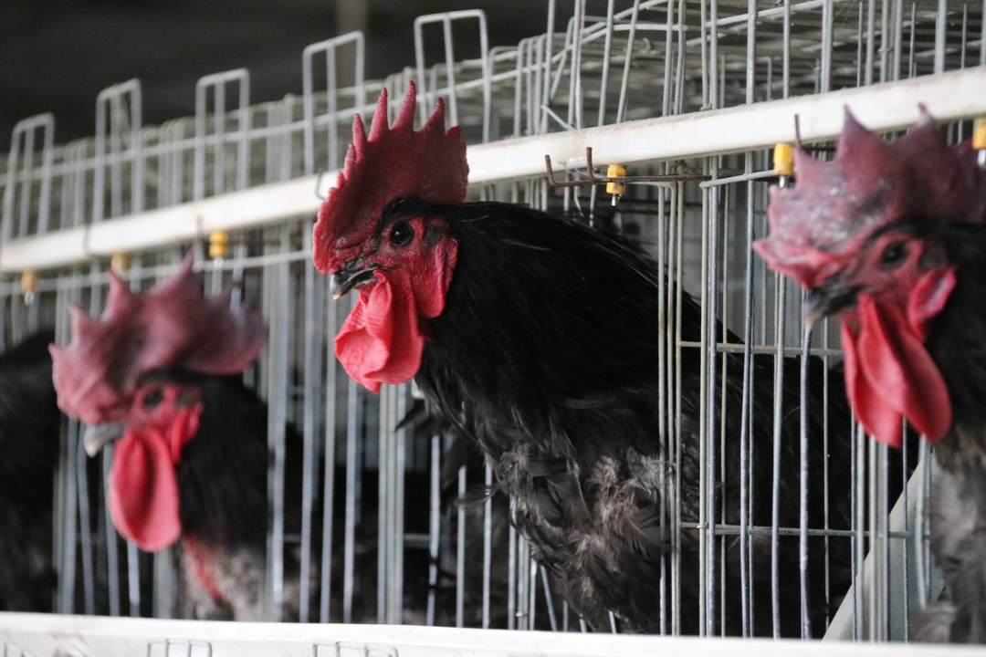 占天时，创地利，保品质，立品牌——奇垦农业打造贵州本土竹乡鸡