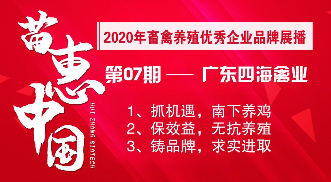 【苗惠中国】新鲜无抗、绿色养殖、求实进取 ——访广东四海蛋鸡养殖专业合作社