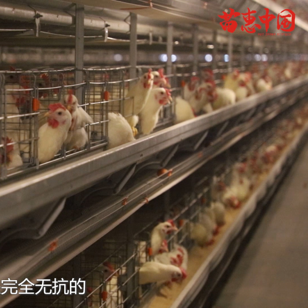 【苗惠中国】新鲜无抗、绿色养殖、求实进取 ——访广东四海蛋鸡养殖专业合作社