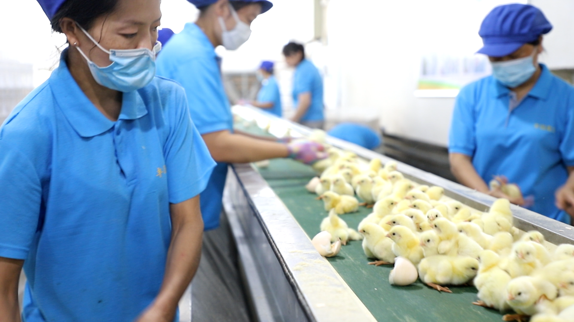 【苗惠中国】以种禽为核心，凭信誉走四方——河南丰园禽业有限公司