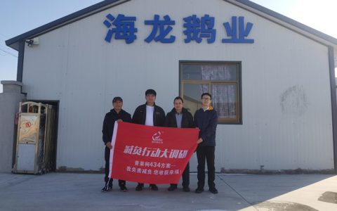 “呆头鹅”助力乡村振兴养鹅致富的带头鹅——访辽鞍呆头鹅联盟