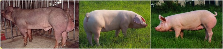【苗惠中国】龙凤山农牧总经理李文献：非洲猪瘟是制约养猪业发展的一道壁垒
