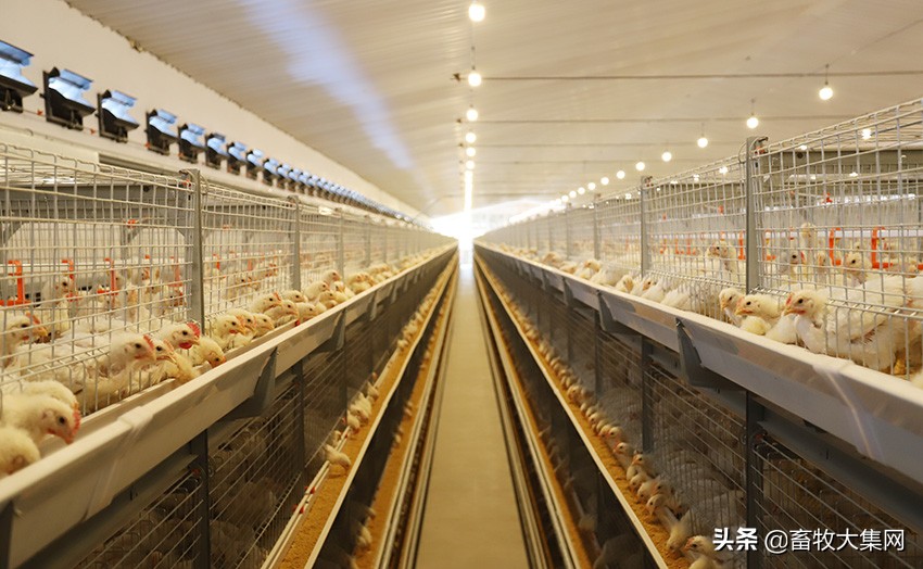 中国肉鸡育种的弯道超车