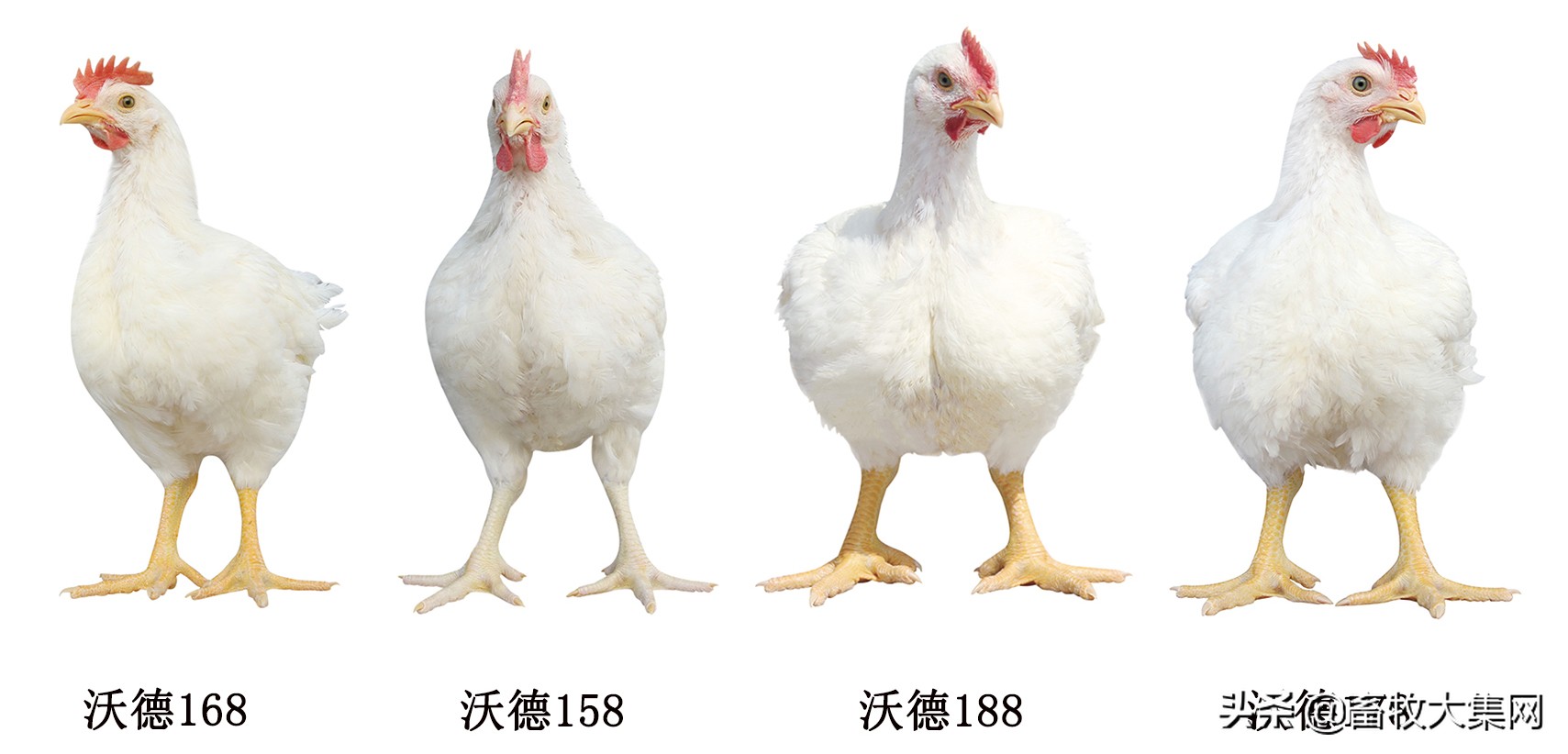 关于鸡的分类都有哪一些？__凤凰网