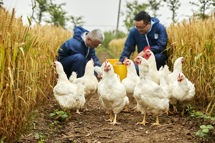 勃林格殷格翰首创家禽行业新模式：孵化场将迎免疫操作管理认证