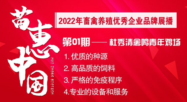 【苗惠中国】高标准、严要求，8年成就百万羽优质青年鸡场——访唐山市杜秀清禽鸣青年鸡场